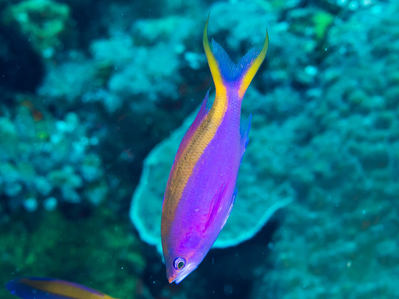 Yellowstriped fairy basslet/Purple Queen Anthias (male)