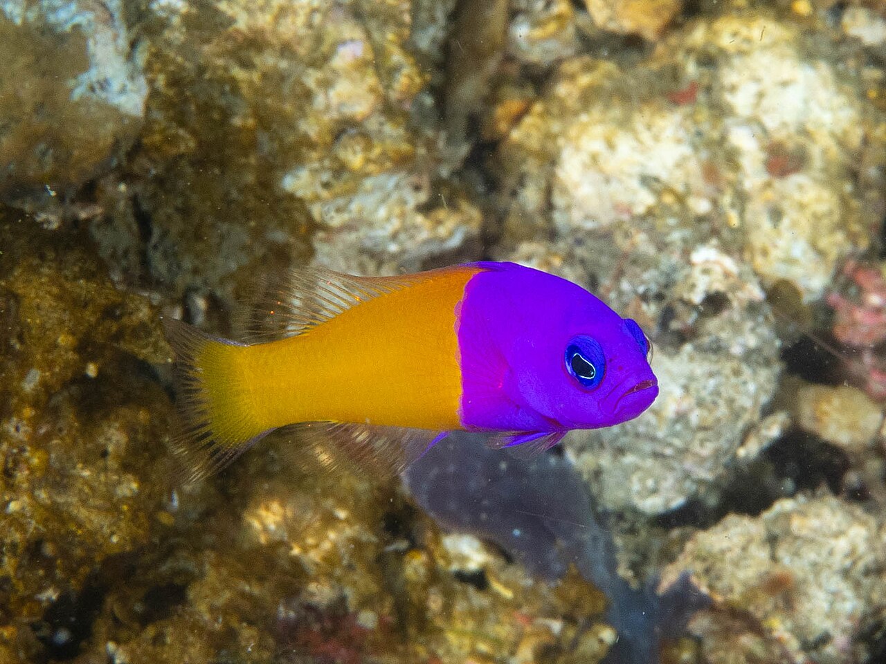 Royal Dottyback