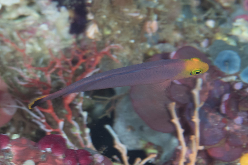 Red Elongated Dottyback