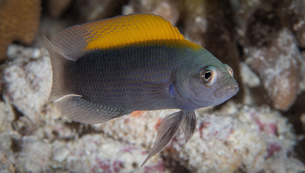 Brown dottyback/Dusky Dottyback