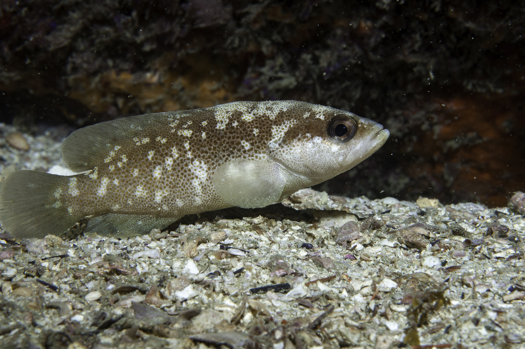 Freckled soapfish