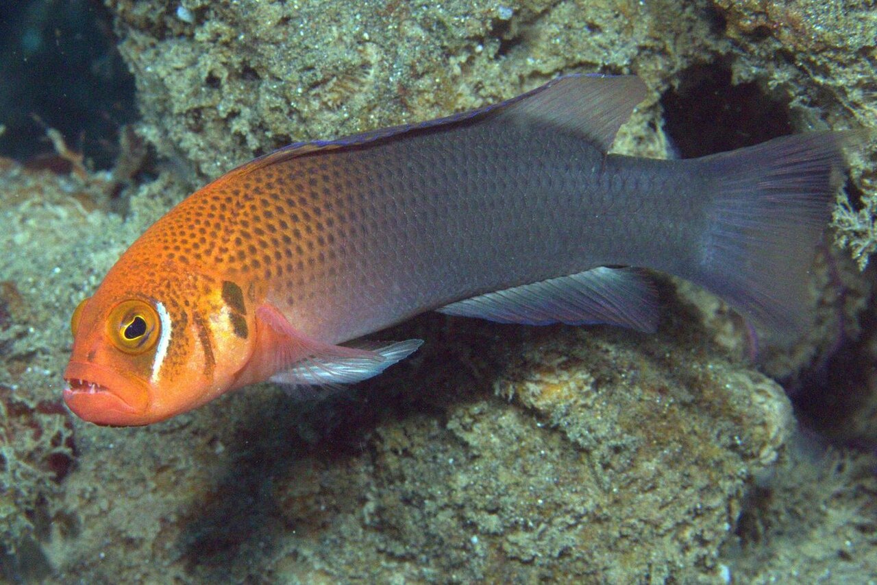 Erdmann’s Dottyback/Ambon Dottyback