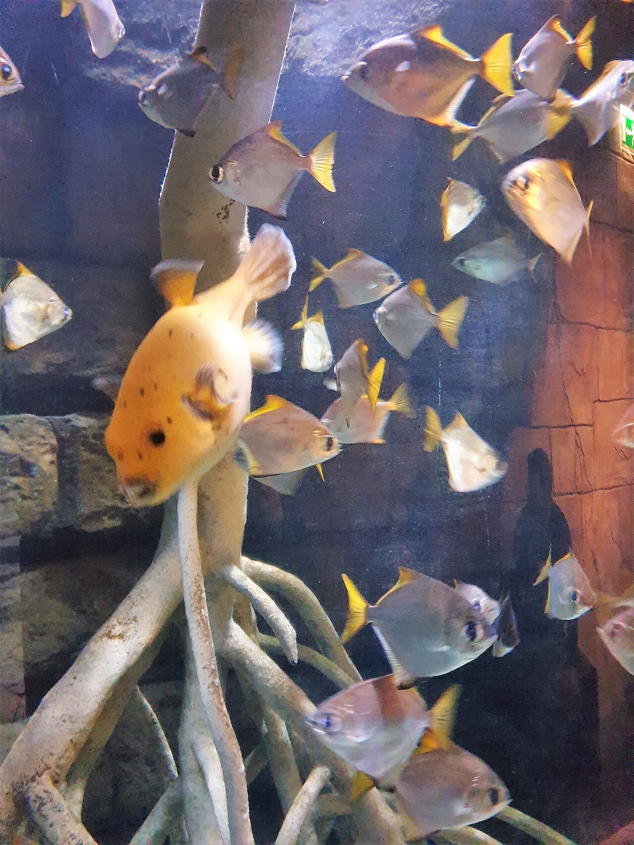 Monodactylus argenteus
