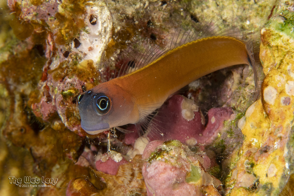 Aron's Blennies