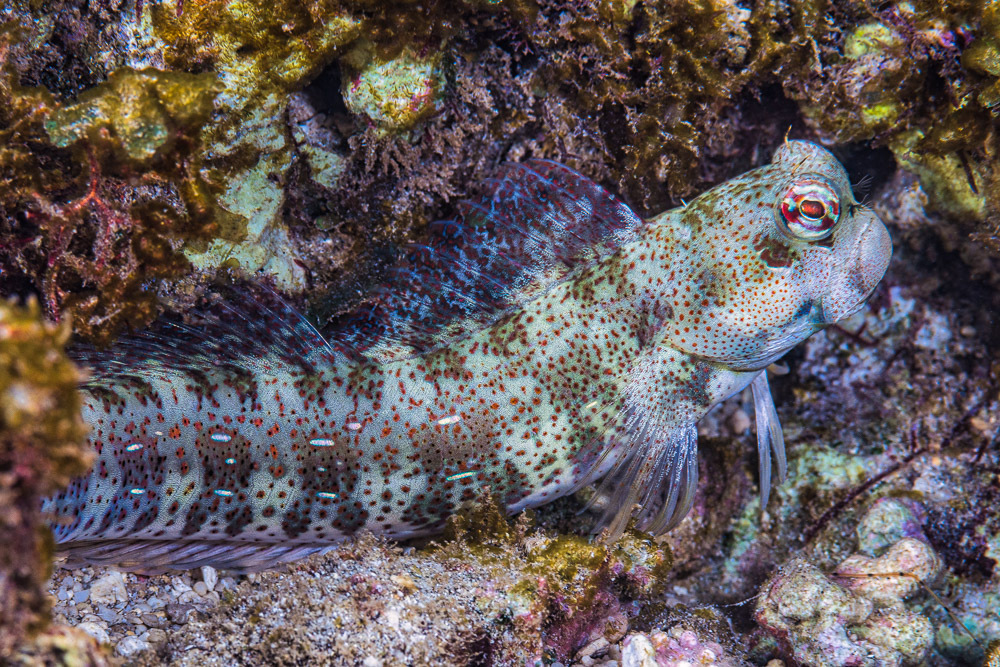 Bluestreaked Rockskipper/Blue-dashed rockskipper/Istiblenius Blennies