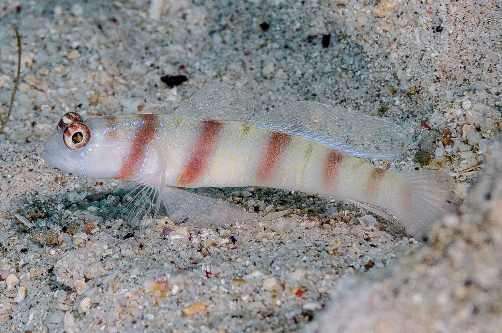 Five-Bar Shrimpgoby