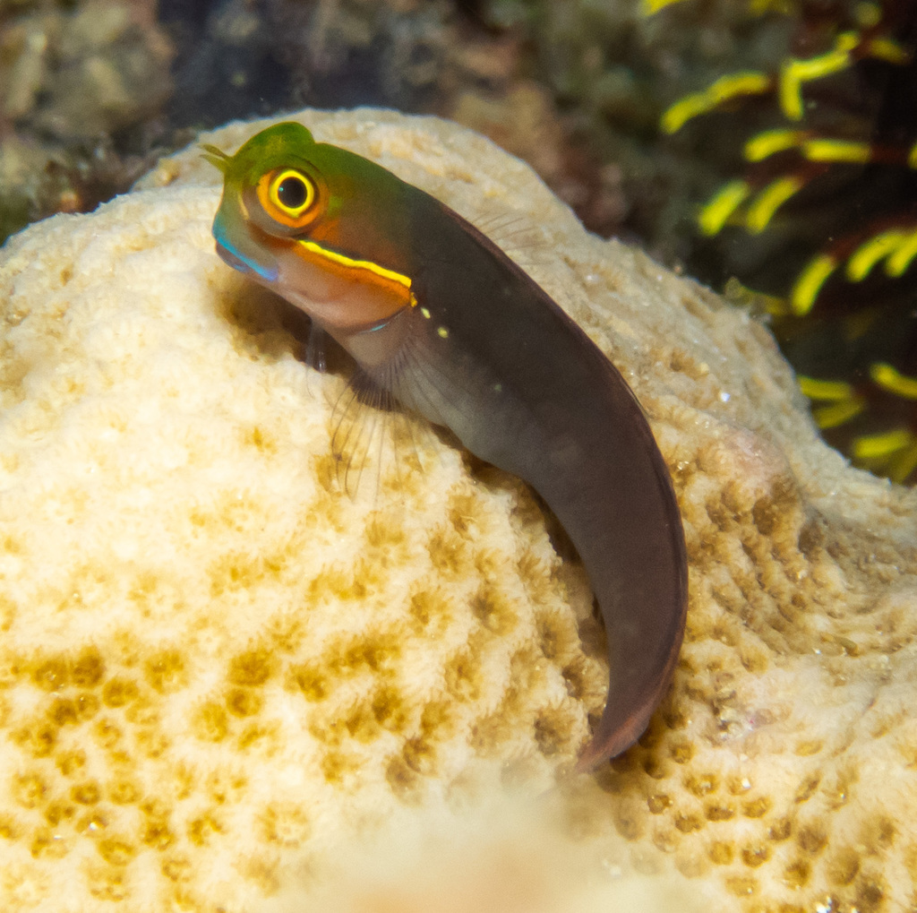 Yellow-eyed comb-tooth/Java combtooth-blenny