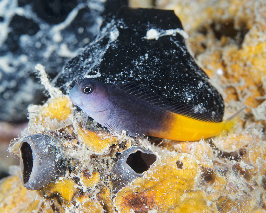 Axelrod's clown blenny