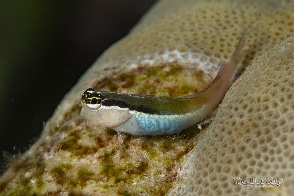 Banda comb-tooth/Banda clown blenny