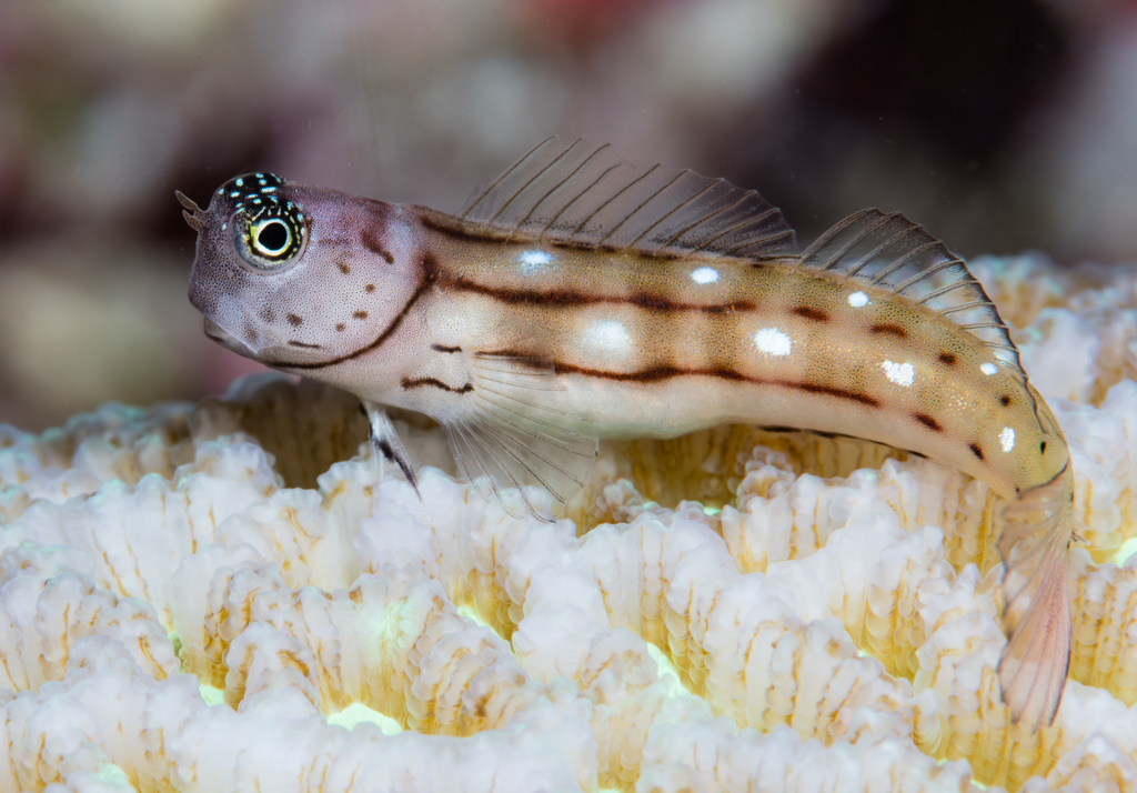 Whitespotted Combtooth Blenny/Three-lined blenny