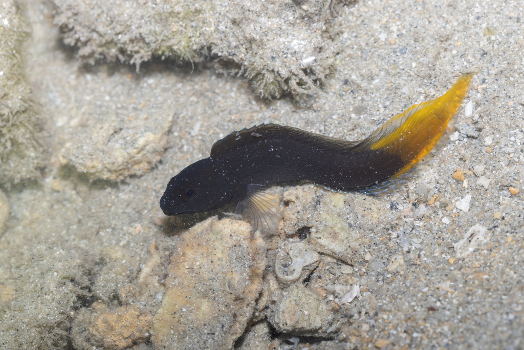 Photo of Yellowfin blenny/Yellowtail Black Blenny/combtooth blenny
