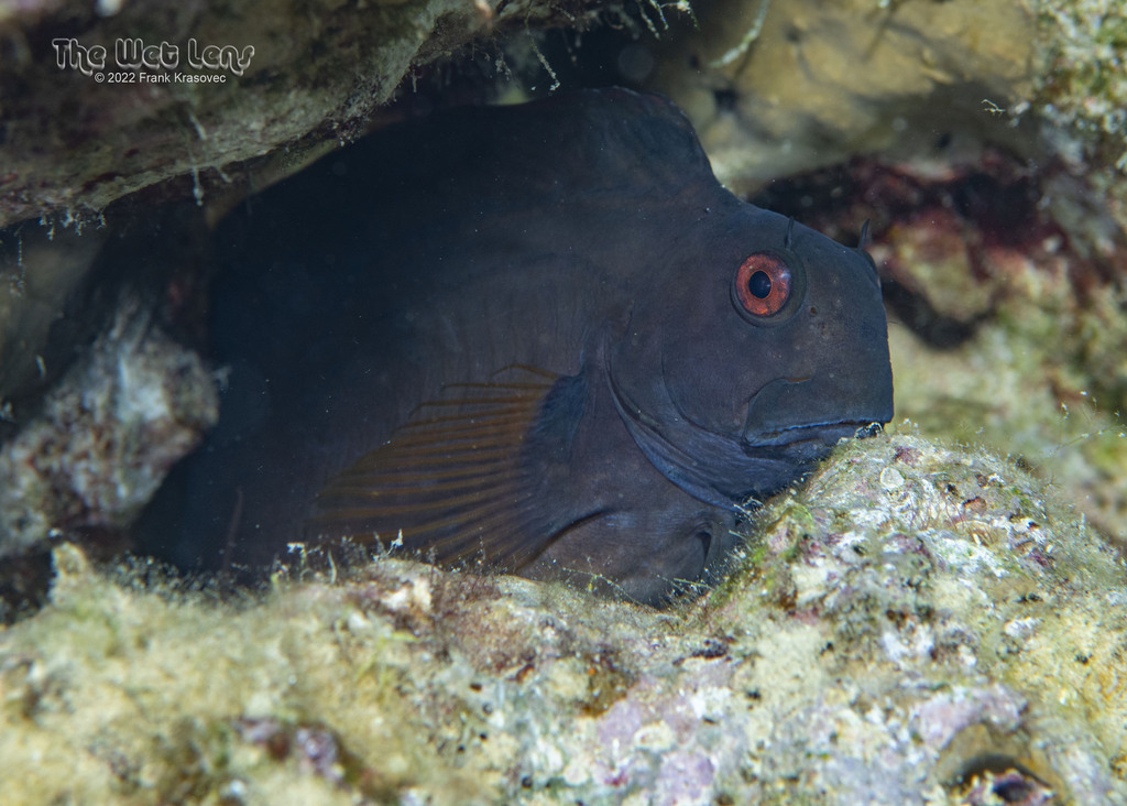 Phantom Blenny/Black Sailfin blenny