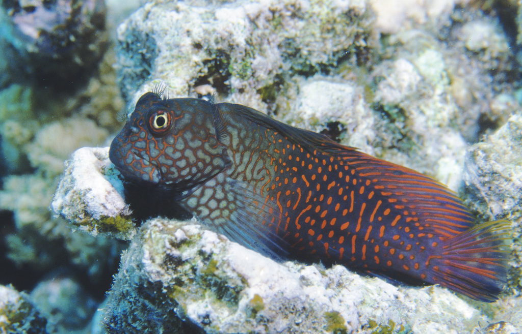 Ember Blenny/Red Scribble Blenny/red-streaked blenny