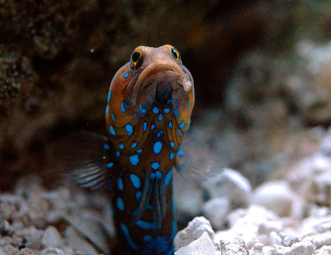 Blue Dot/Blue Spotted Jawfish