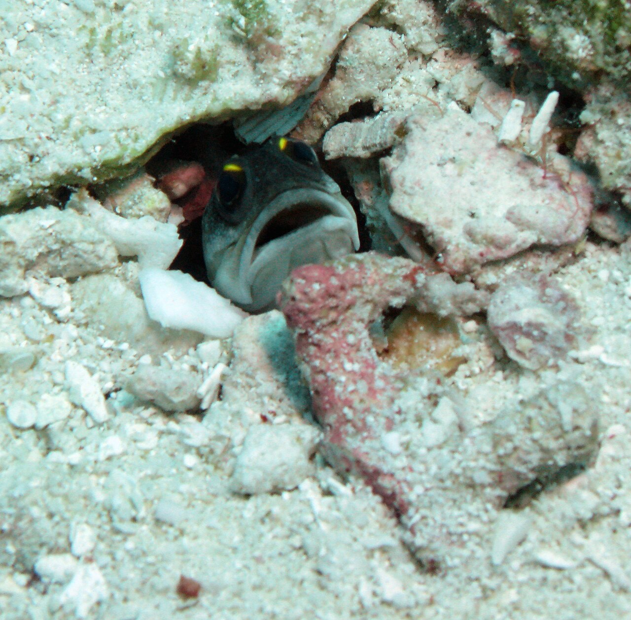 Chinstrap Jawfish