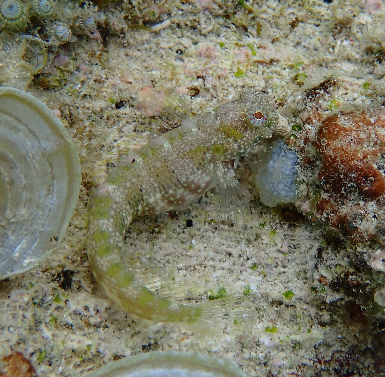 Breast-spot blenny