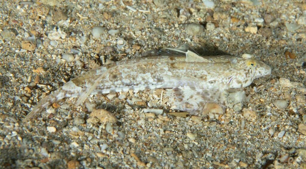 Photo of Goram dragonet