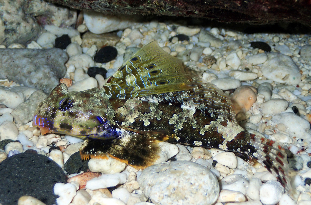 Ocellated dragonet/Scooter Dragonet