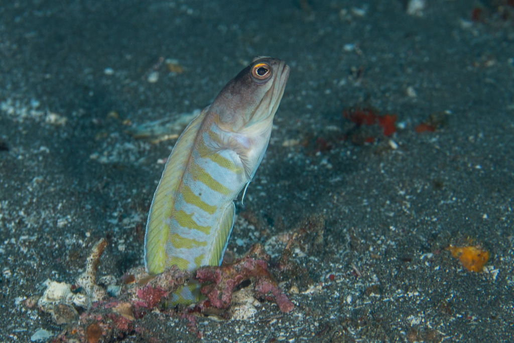 Gold-specs jawfish/ Tiger jawfish/Yellowbarred Jawfish