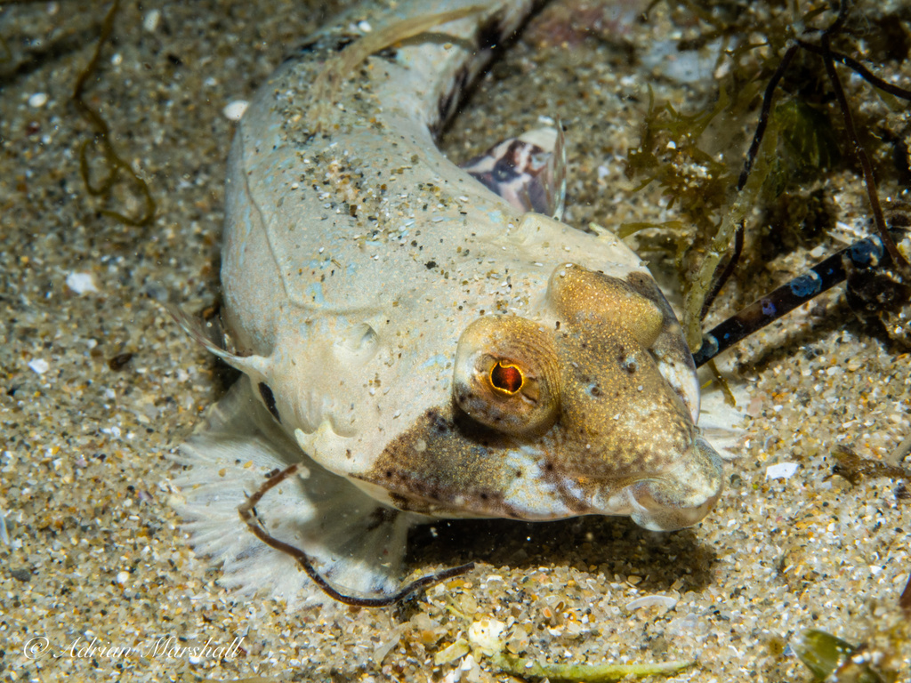 Moyer's Dragonet