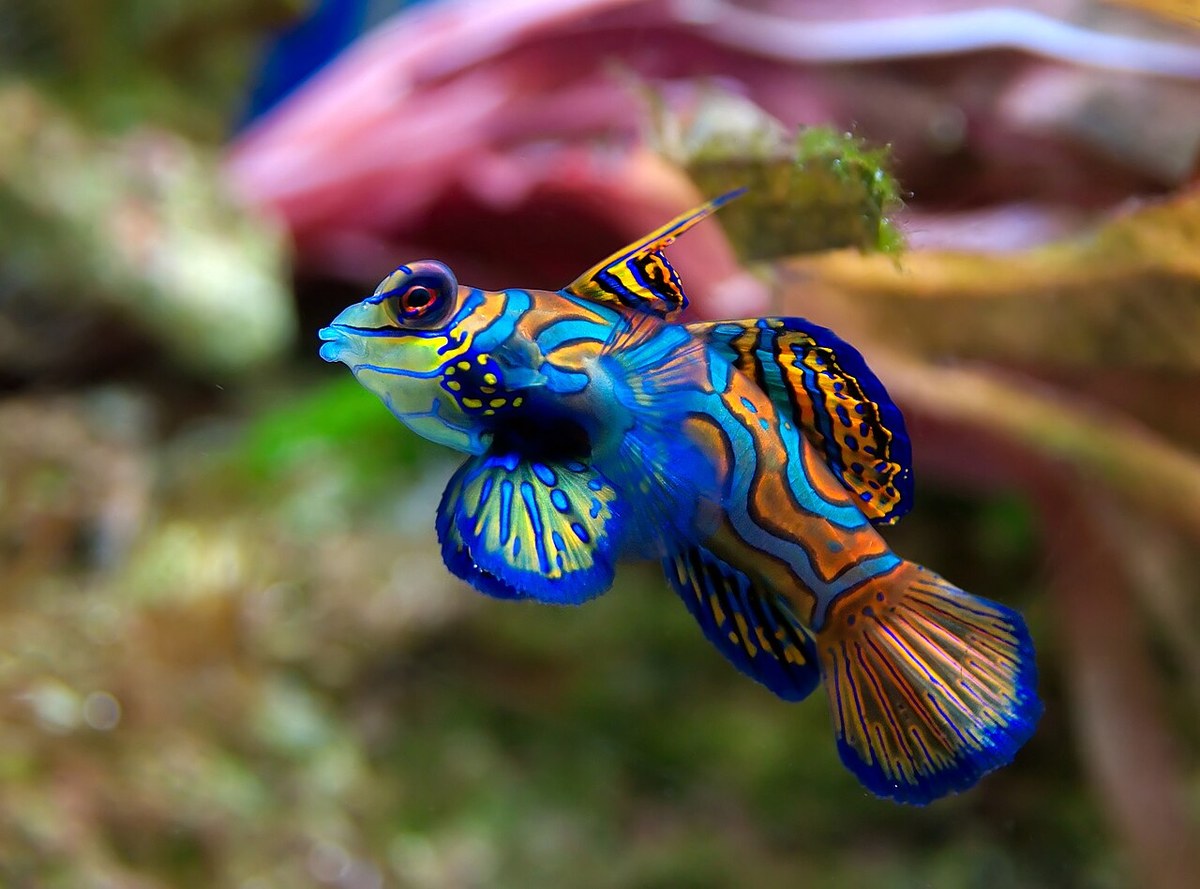Mandarin fish/dragonet mandarin