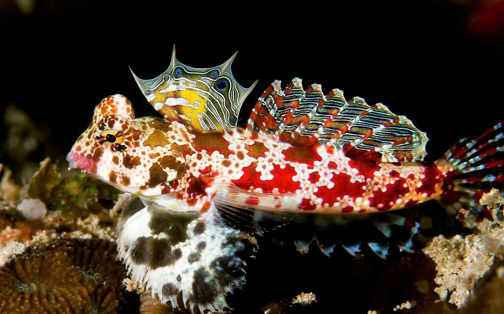 Starry dragonet/Scooter Red/scooter blenny