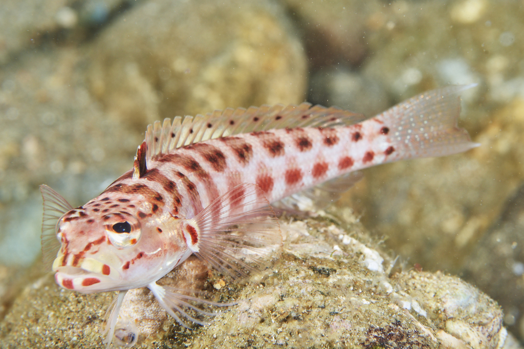 Photo of Redspotted sandperch/Red Groupfish