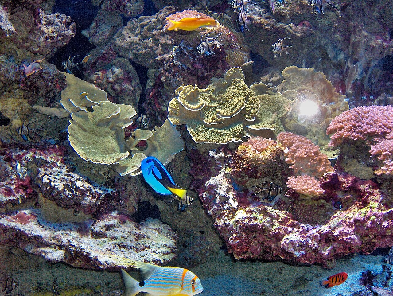 Midas blenny