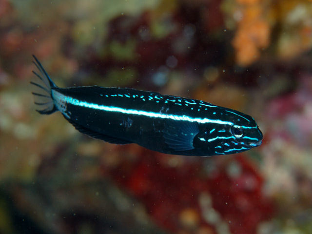 Kamohara's blenny