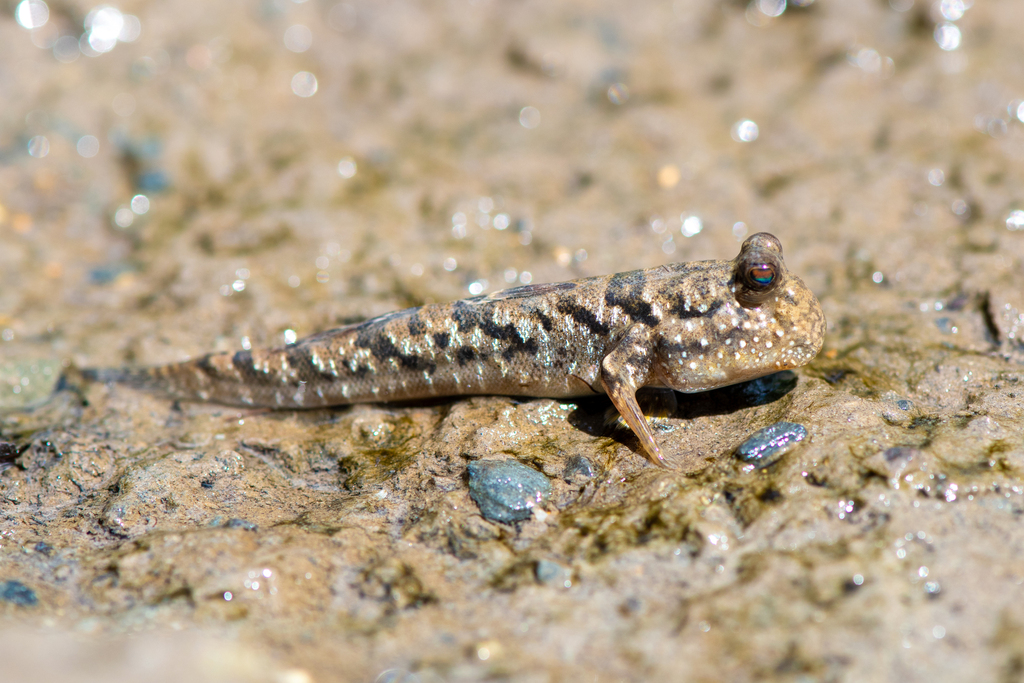 Mudskippers