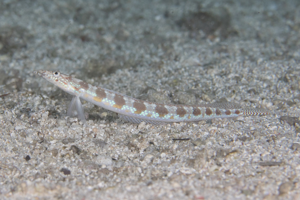 Spotted sand-diver/Flamented Sand Eel.
