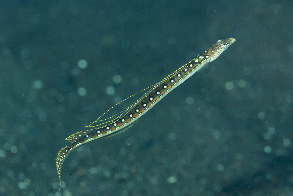 Blue Spotted sand diver