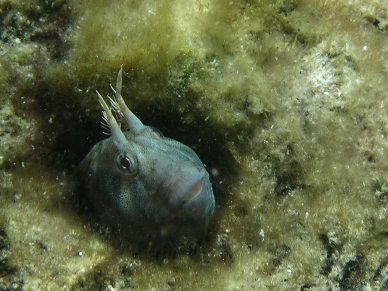 Tasmanian blenny