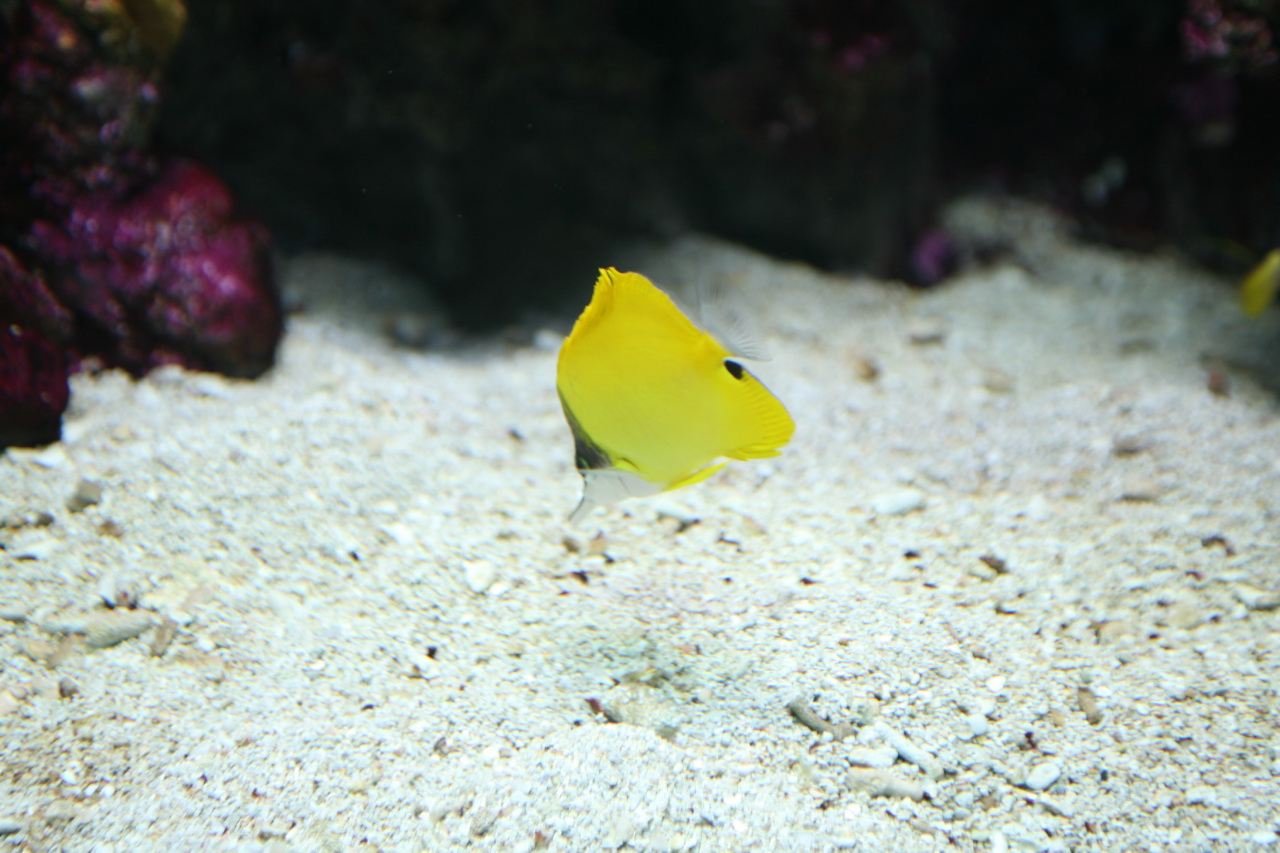 Black Long-Nose Butterfly Sepacial BLK