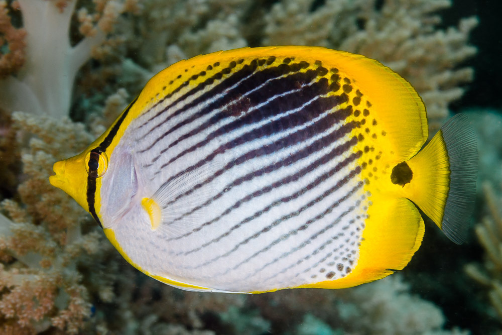 Spot Tail Butterflyfish