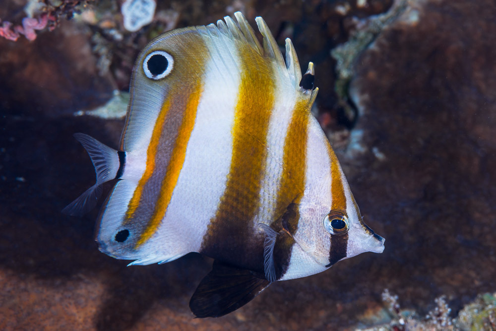 Twospot coralfish/Two Eyed Coral Fish