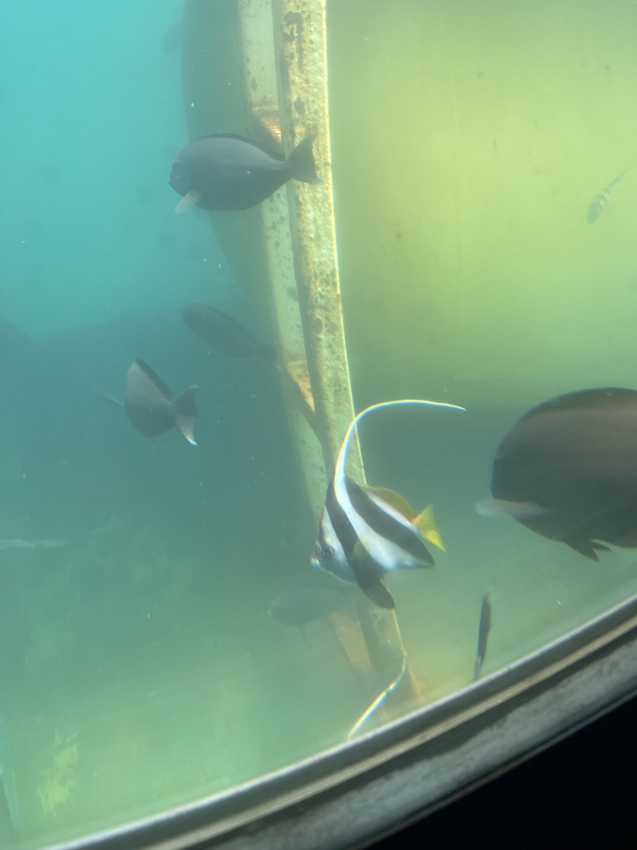 False moorish idol/Schooling Bannerfish