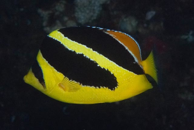 Indian/Black and yellow butterfly