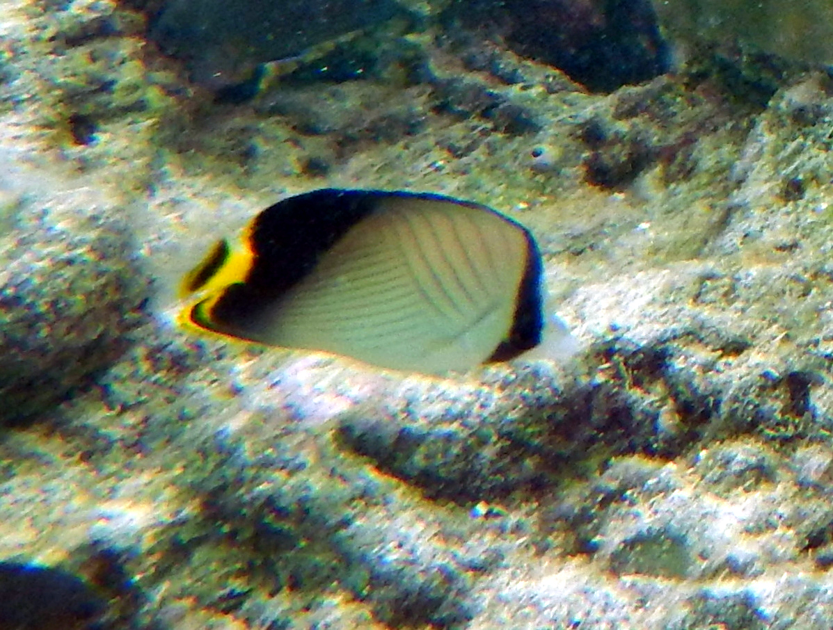 Indian vagabond/Black - Finned Butterfly Fish