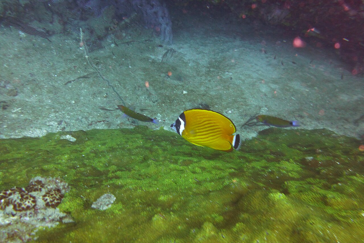 Hongkong/Pocket Butterflyfish