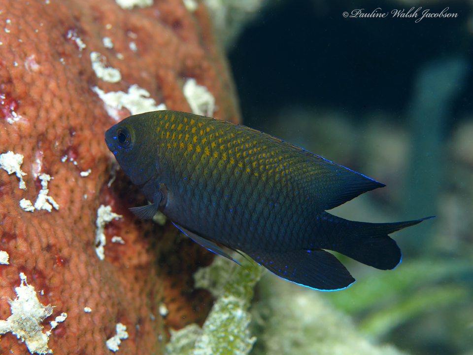 Beaugregory damselfish