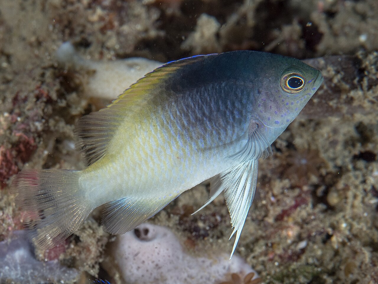 Rolland's Damselfish