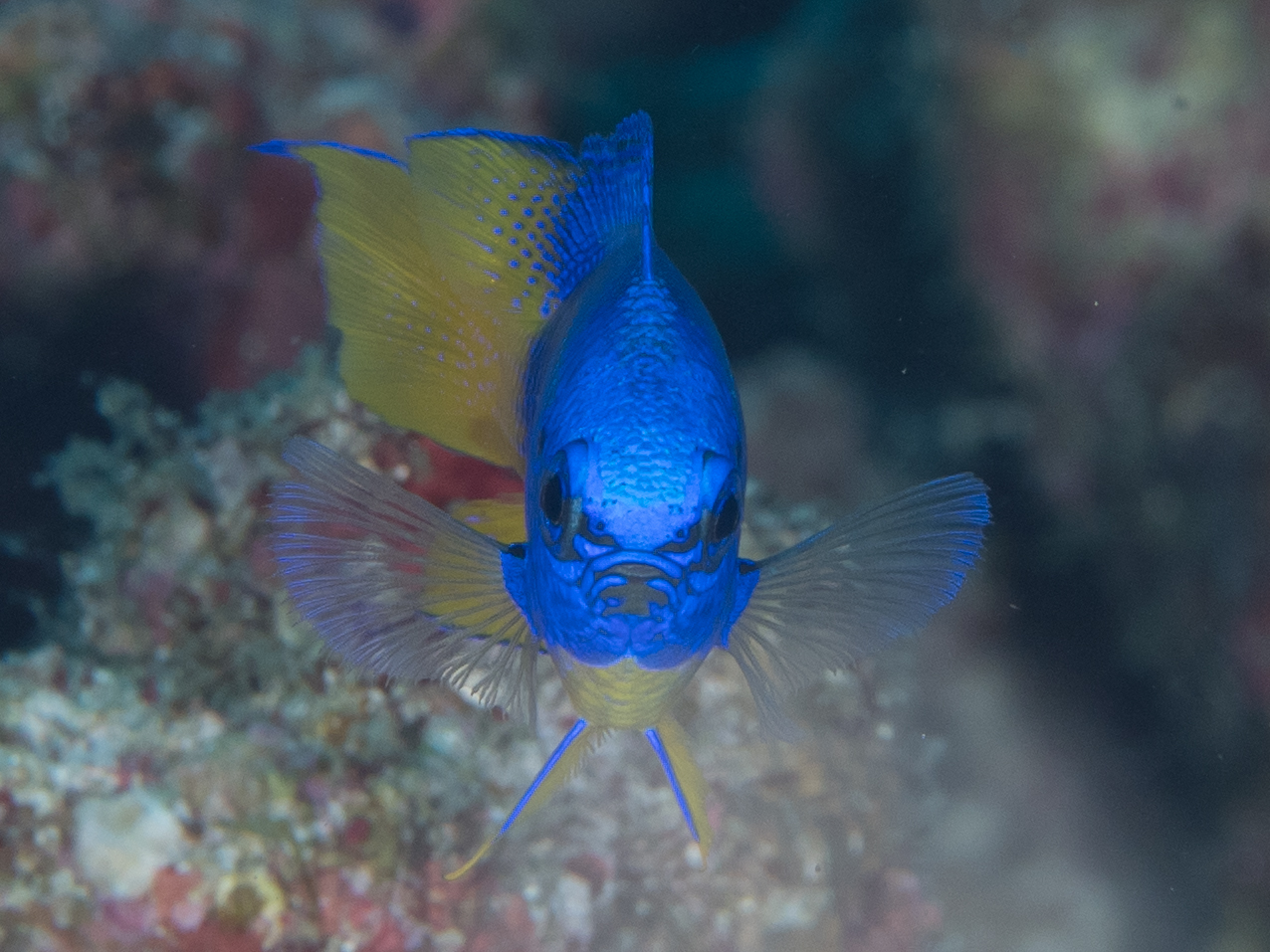 Goldbelly damsel