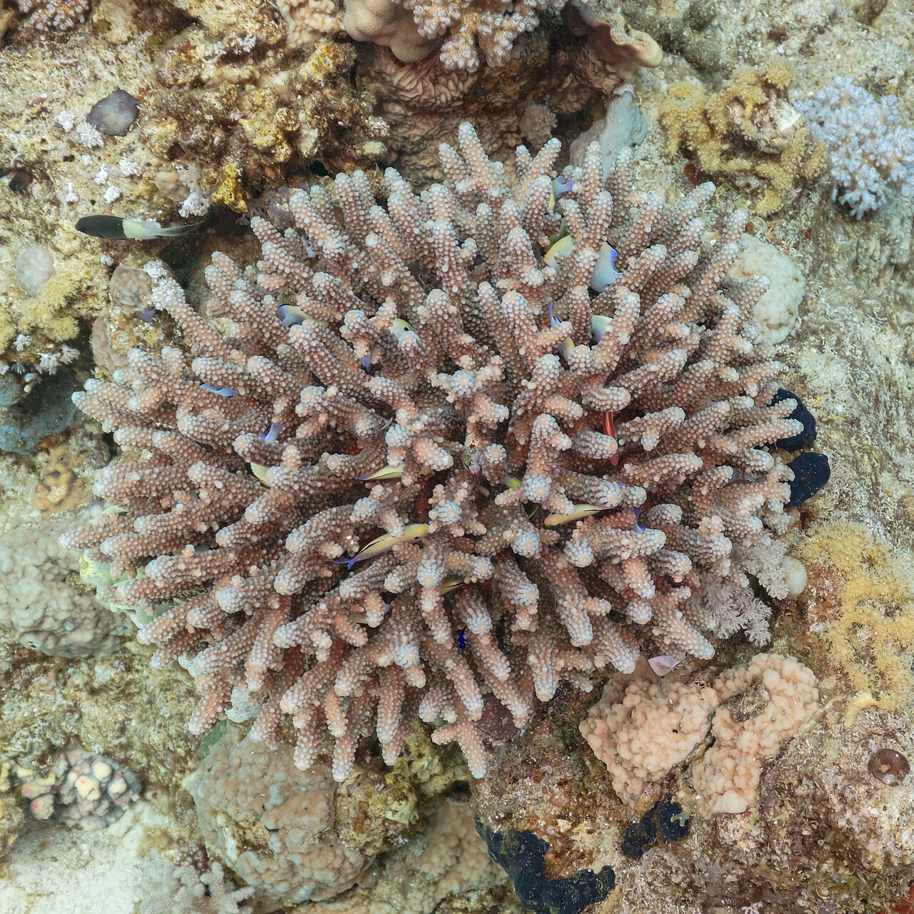 Yellow Chromis