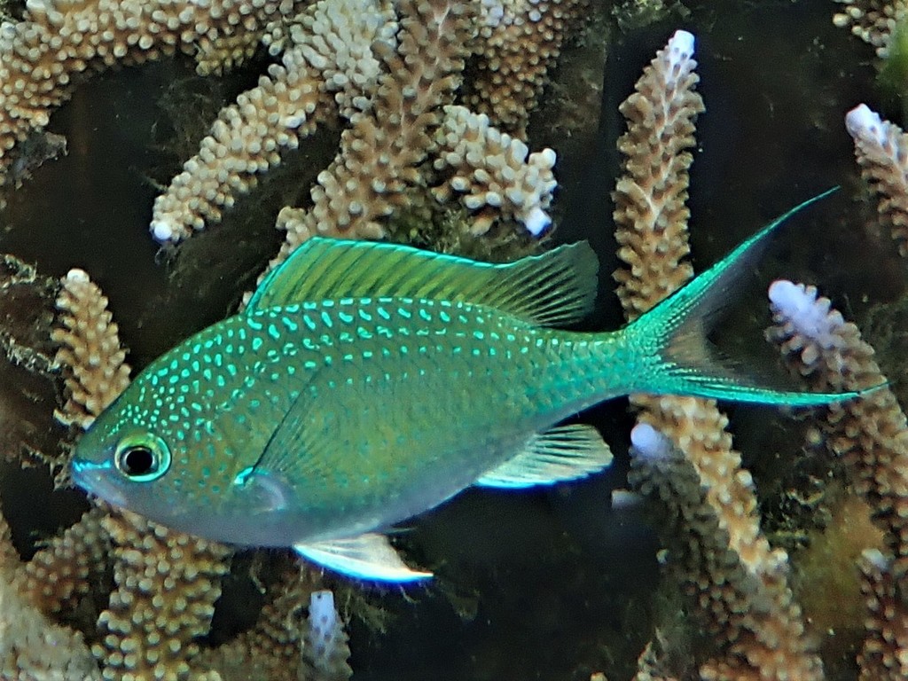 black-axil chromis