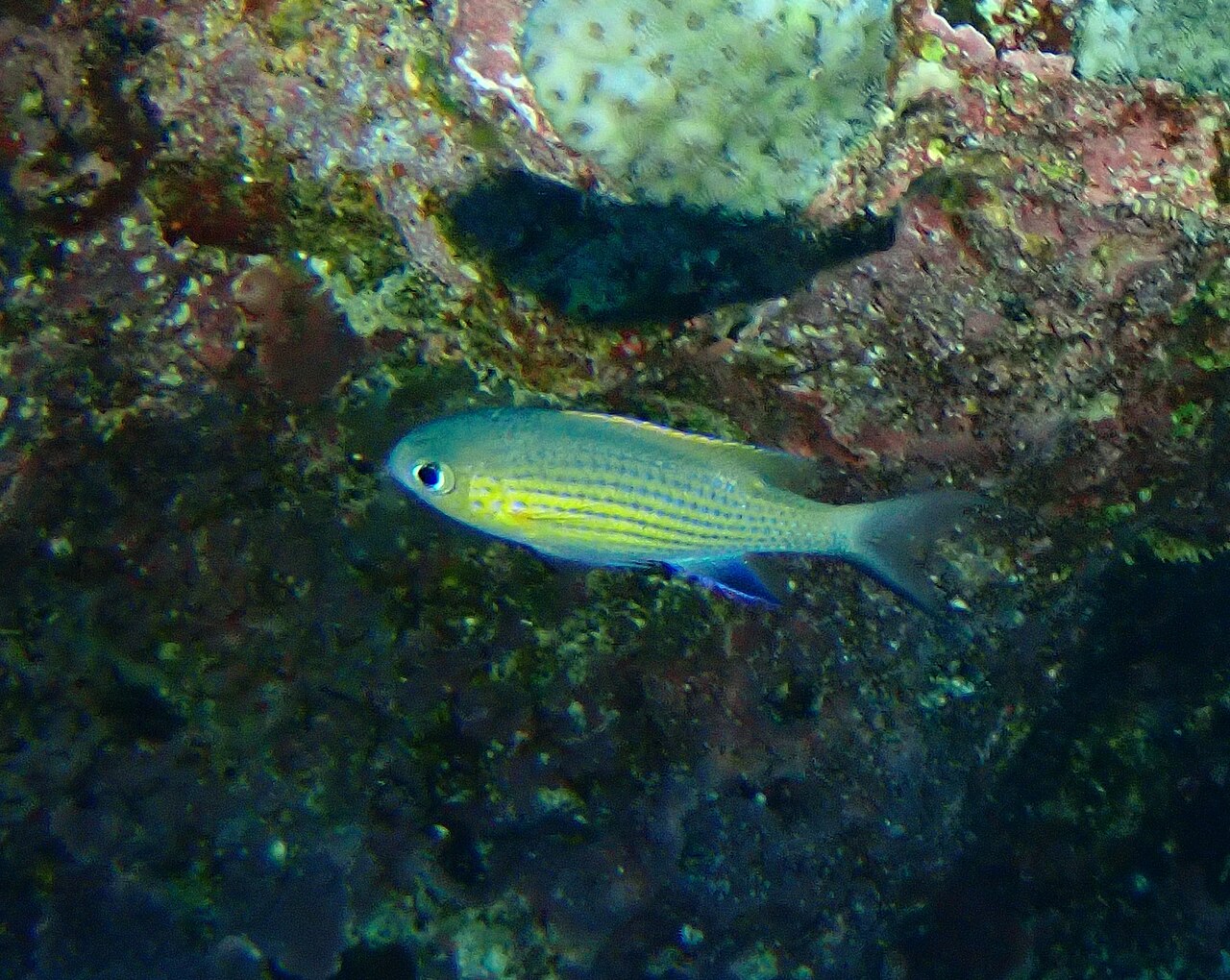 Vanderbilt's/Blackfin Chromis