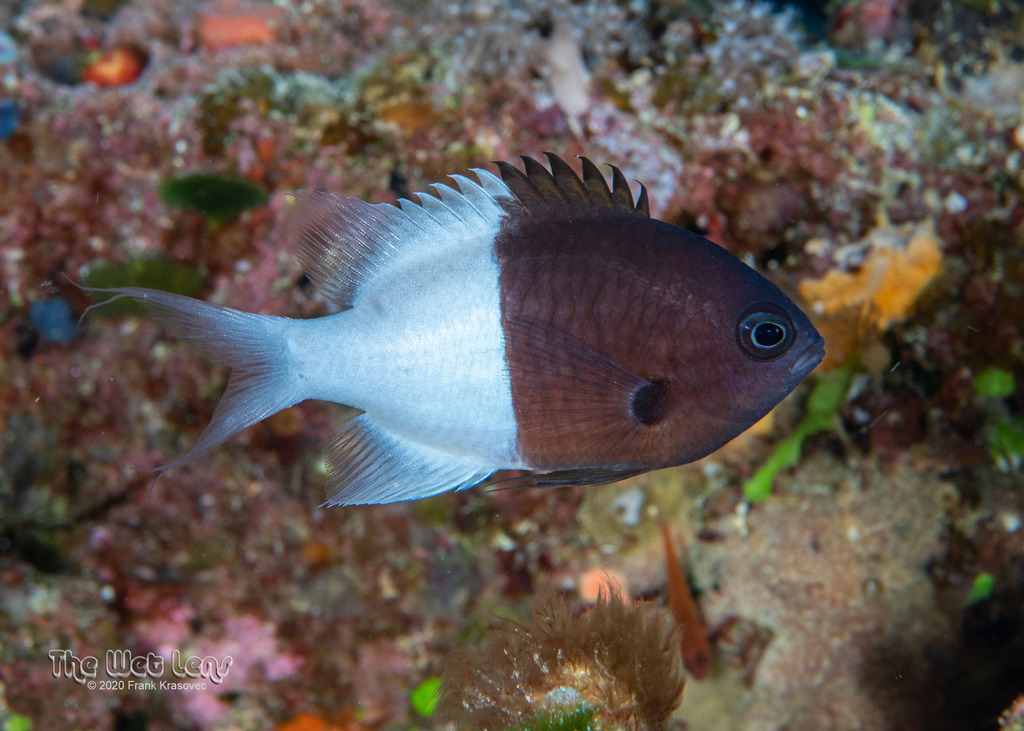 Half-and-half Chromis