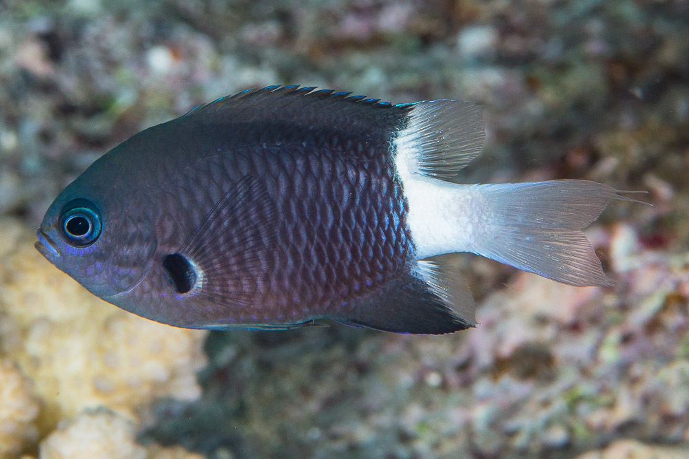 Bicolor/Black & White Chromis