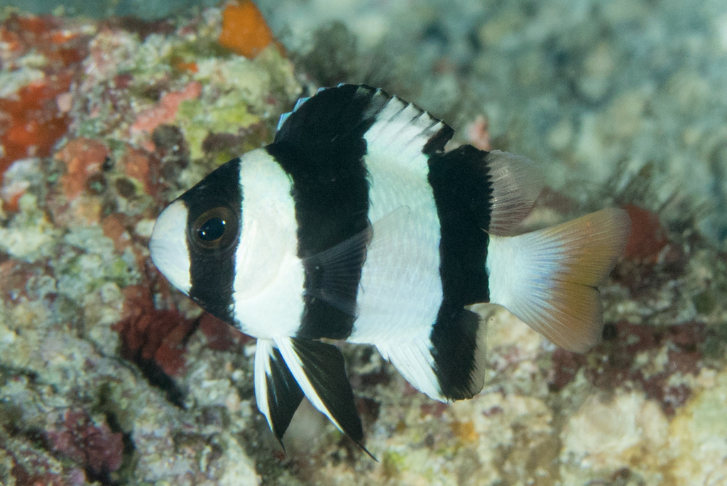 Photo of Threeband damselfish