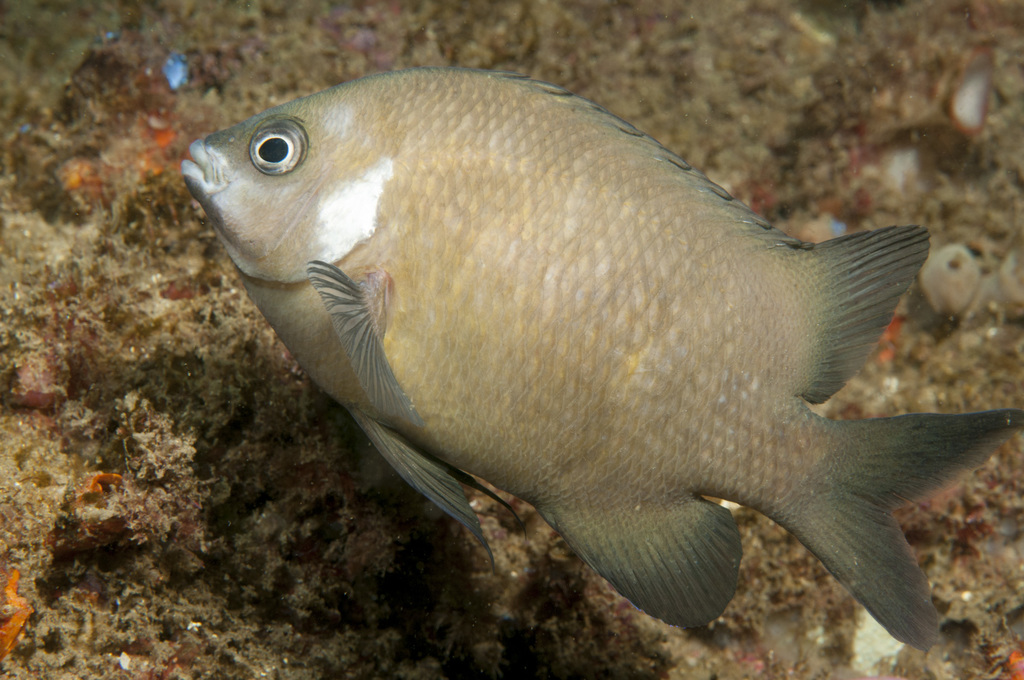 juvenile White-ear scalyfin Parma